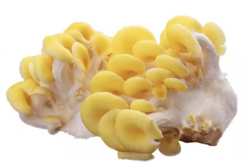 復合黃金菇粉